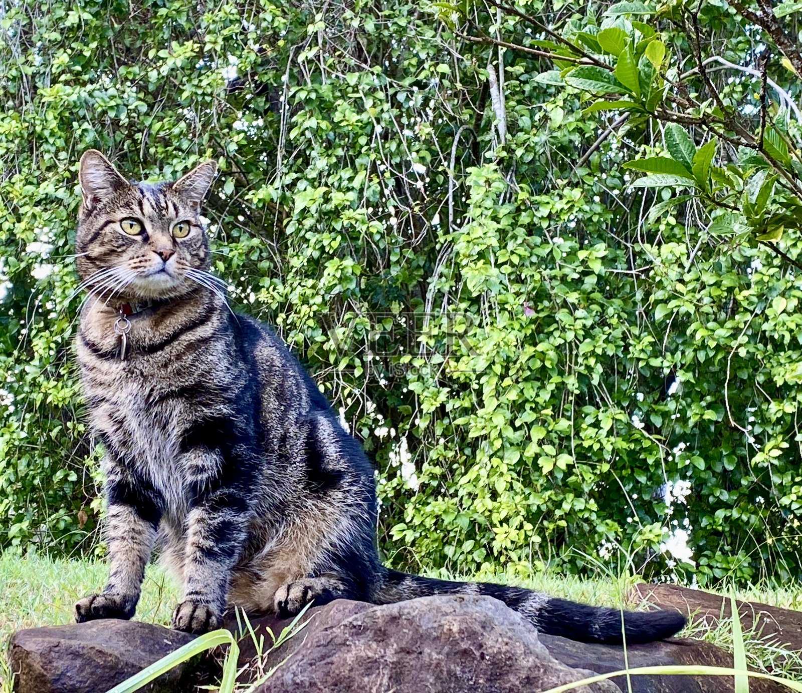 大自然中的虎斑猫肖像照片摄影图片