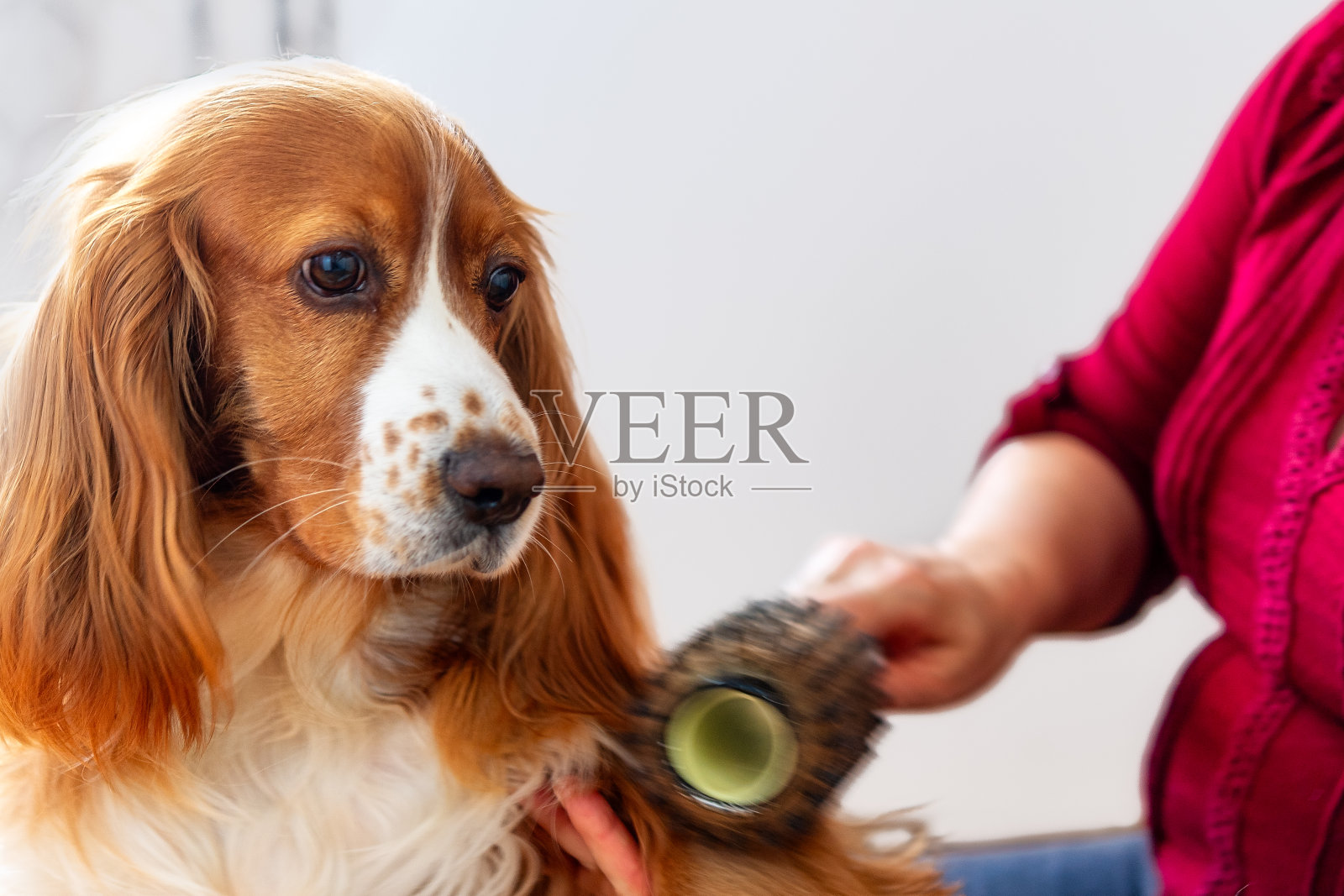 梳理一只可卡犬宠物狗照片摄影图片