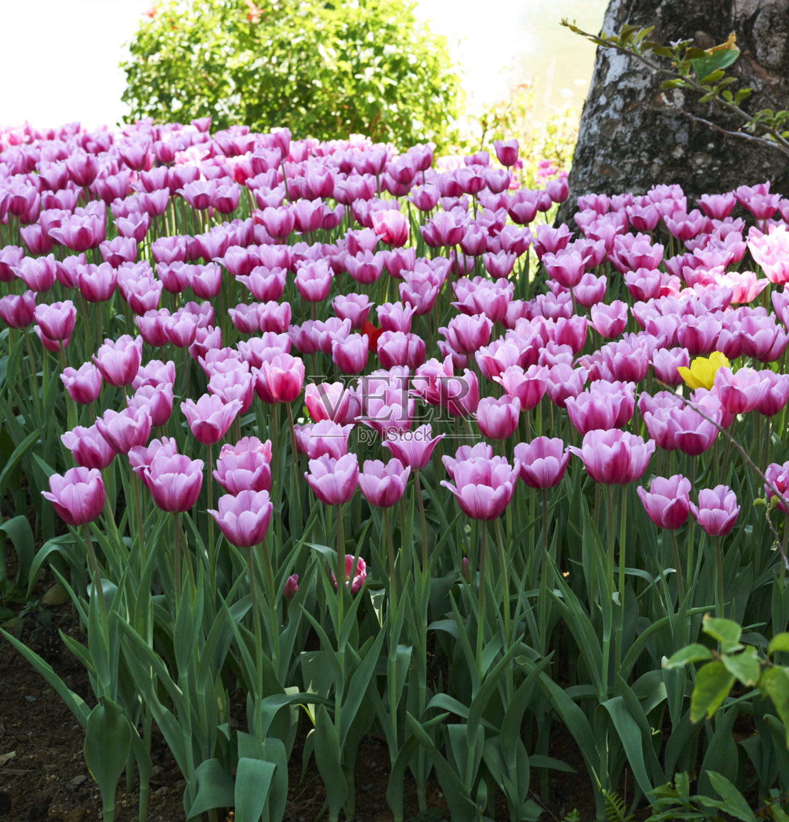 粉色郁金香照片摄影图片