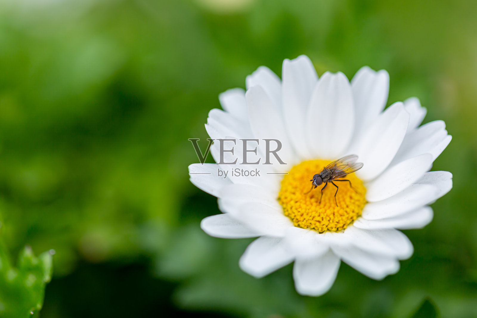 花照片摄影图片