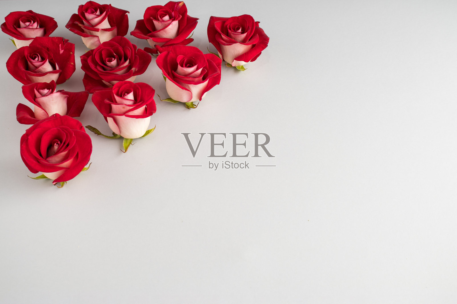 灰色背景上有红玫瑰的创意构图。情人节或女人节的概念。照片摄影图片