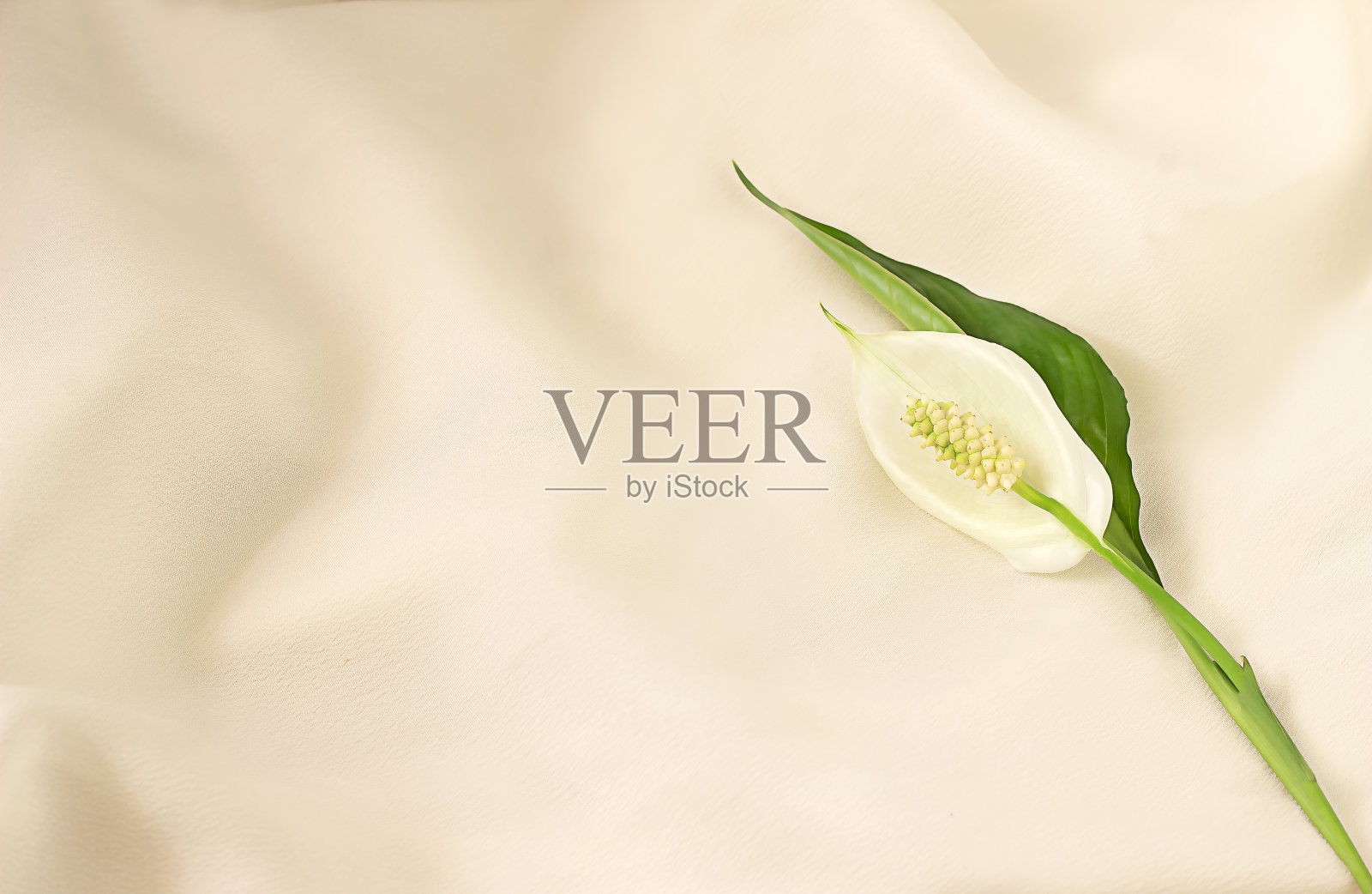 白色spathiphyllum花照片摄影图片