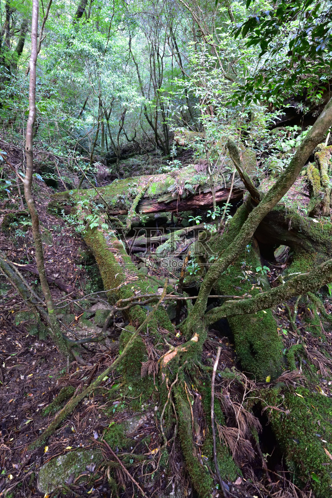 日本屋久岛的雪松林深处照片摄影图片