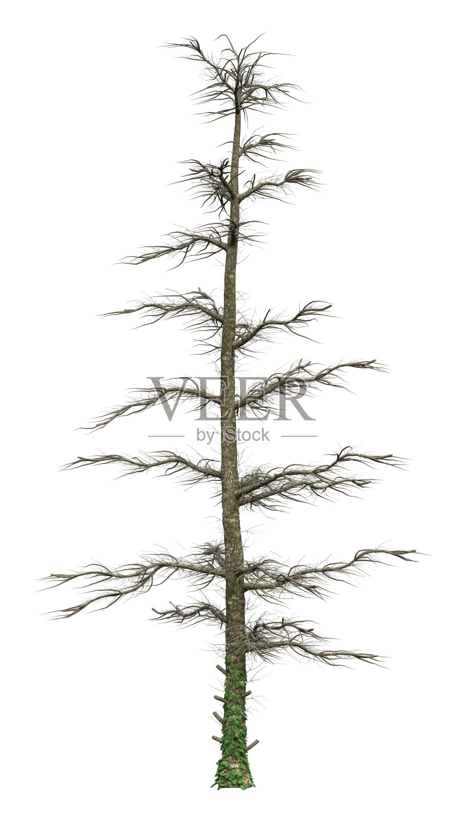 3D插图蓝色云杉树在白色照片摄影图片