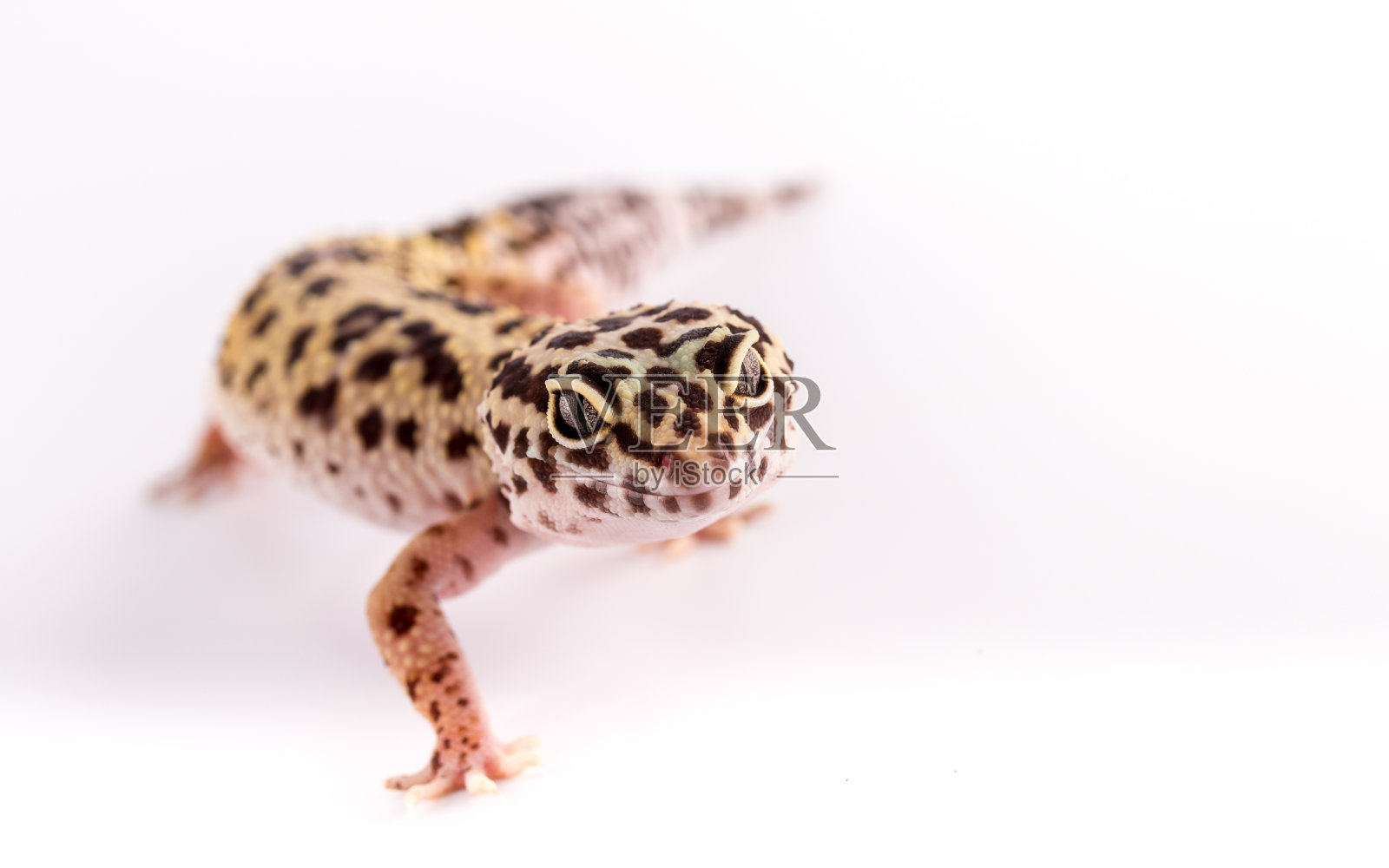 美丽的豹纹壁虎。照片摄影图片