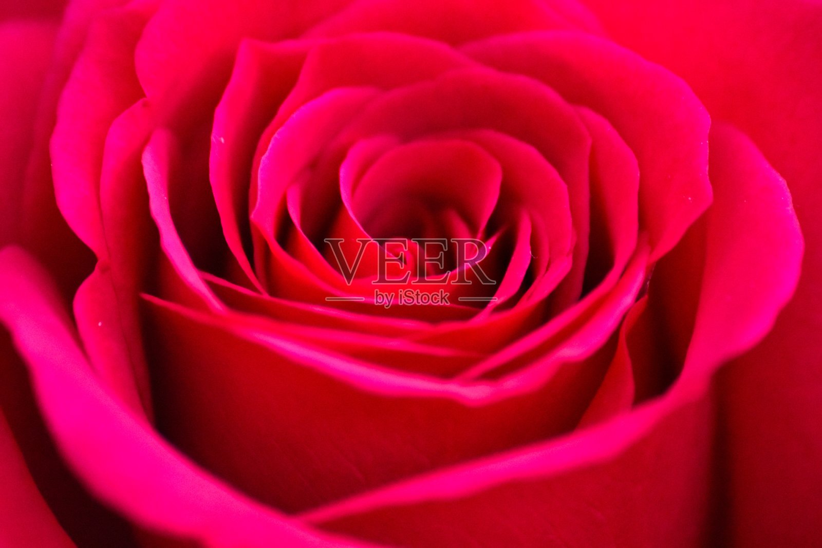 粉色玫瑰照片摄影图片