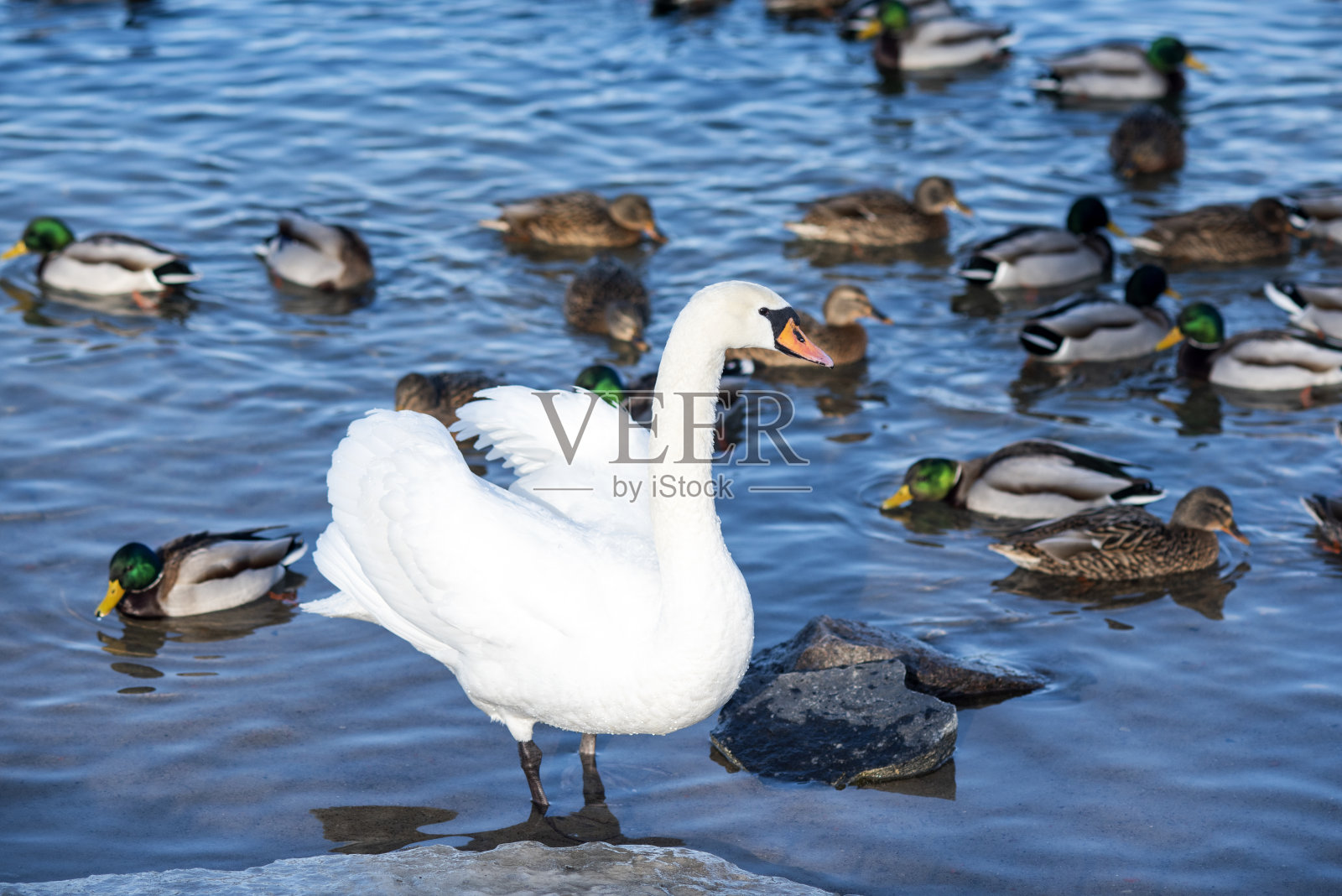 天鹅和鸭子在湖上游泳。照片摄影图片
