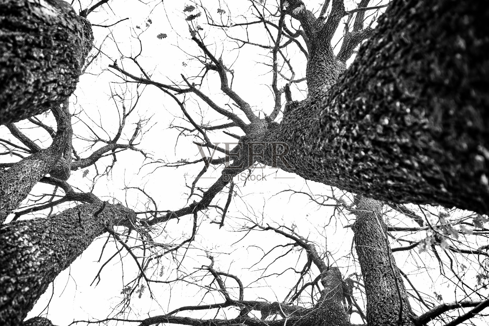 令人毛骨悚然的树枝照片摄影图片