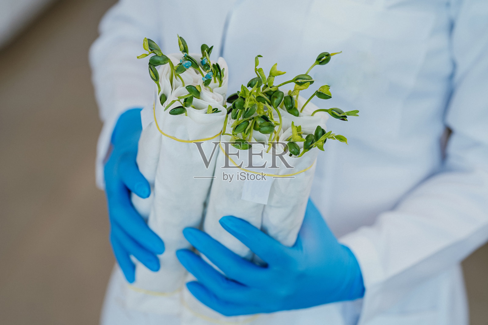 大豆田间种植与分析实验室照片摄影图片