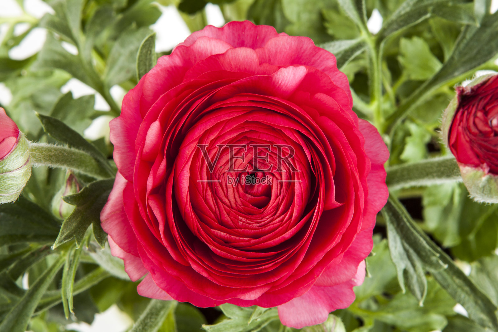 从不同的角度看待罗斯的投资组合。照片摄影图片