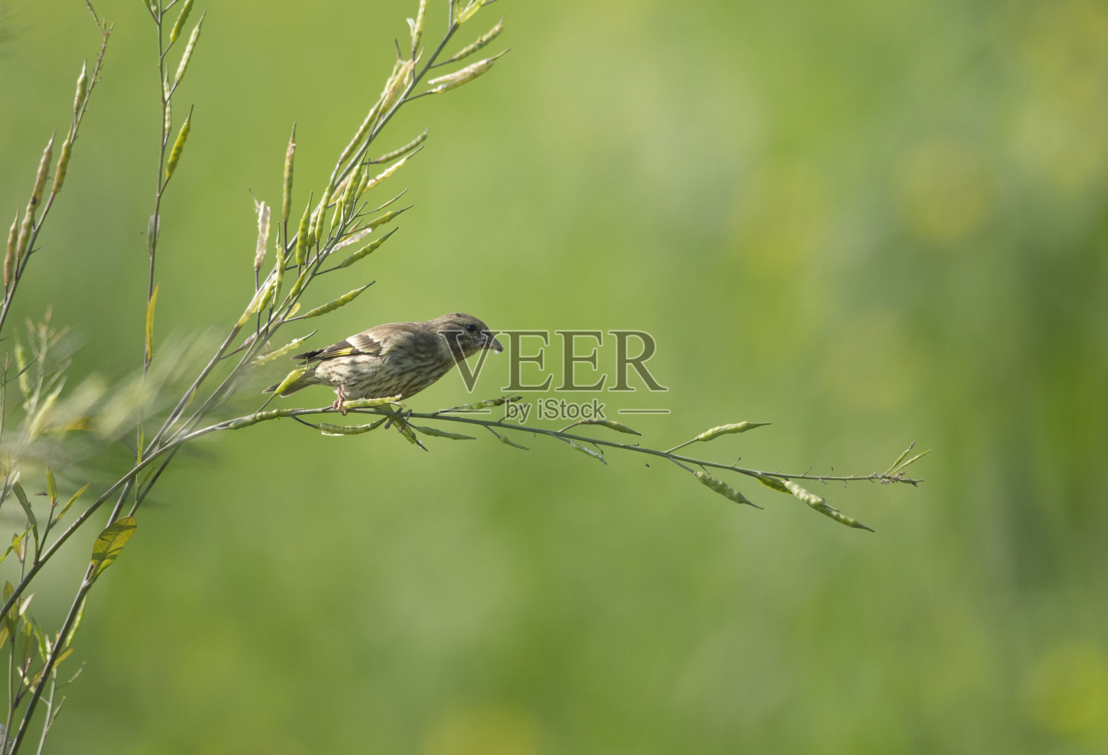 黄胸绿雀照片摄影图片