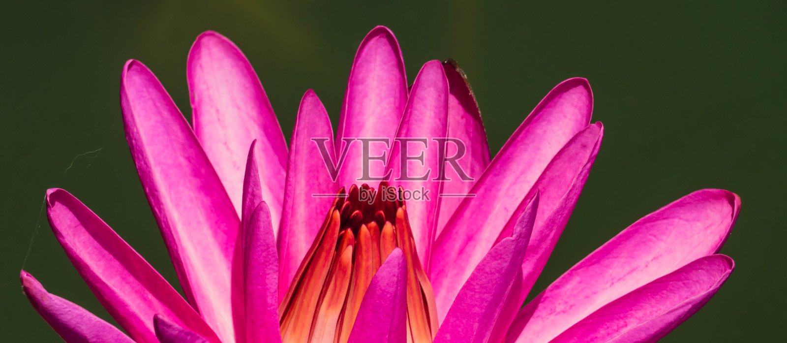 粉红色荷花全景图照片摄影图片