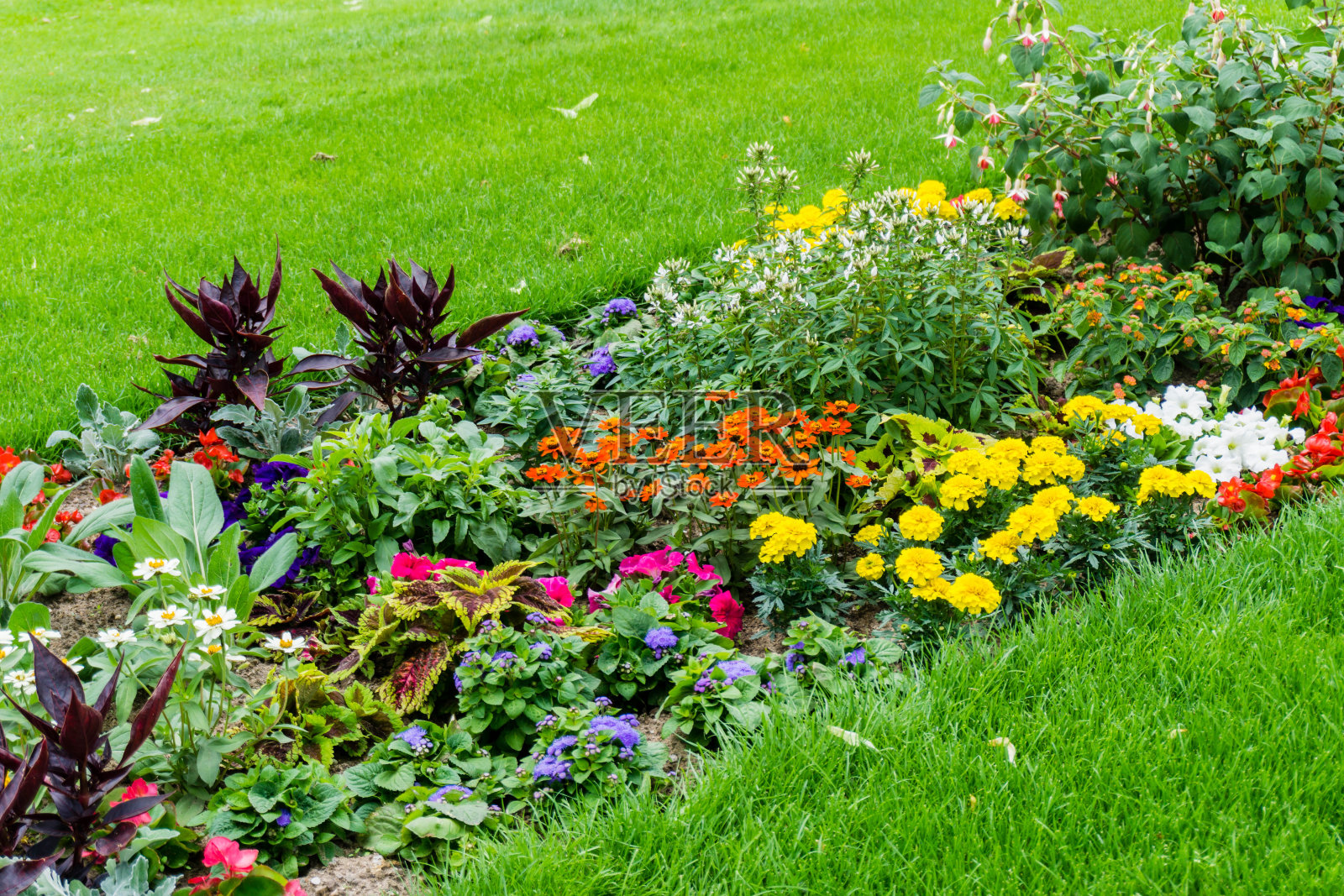 公园里有许多不同的花照片摄影图片