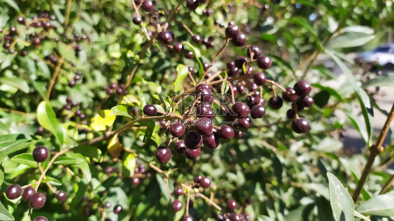在阳光明媚的日子里,淡紫色的浆果挂在绿色的树枝上照片摄影图片