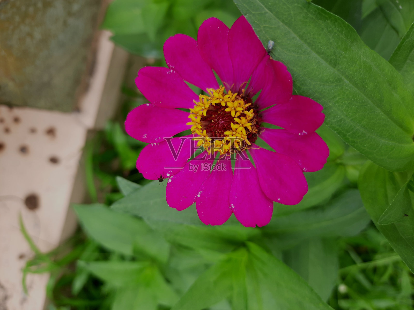 从高角度看一株粉红色的百日elegans的花朵照片摄影图片