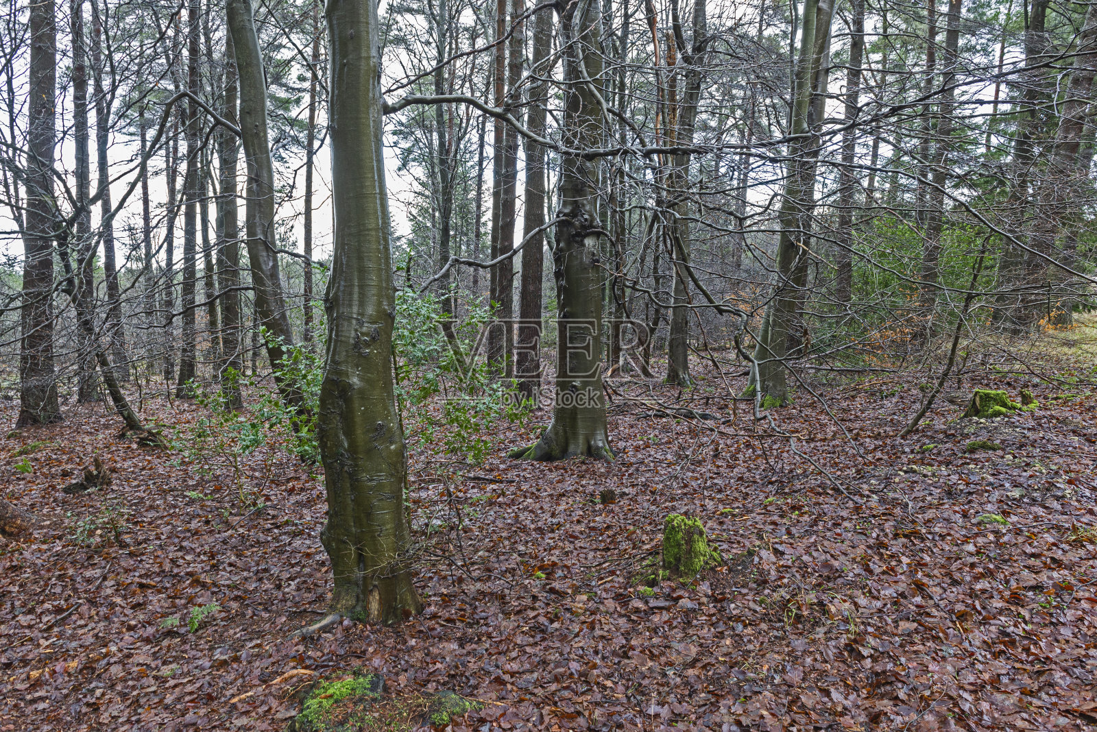 风景景色穿过乡村林地,冬天的森林照片摄影图片