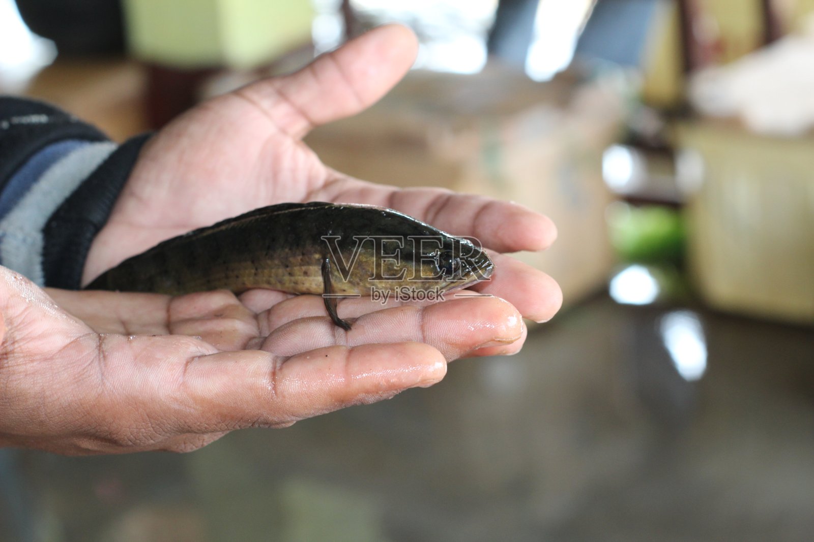 手里拿着蛇头鱼,手里拿着海雀鱼,手里拿着斑纹鱼照片摄影图片