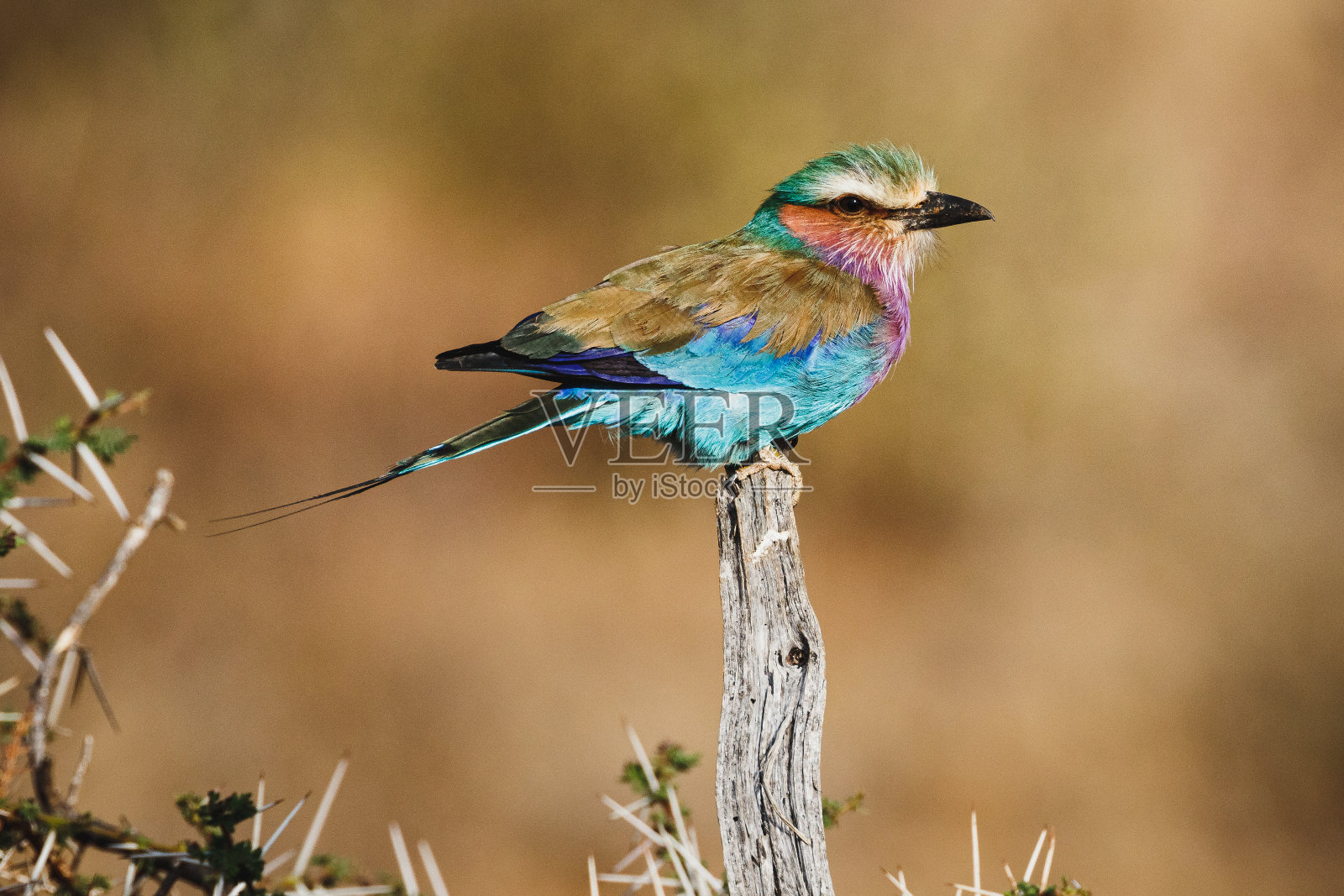 野生动物- - -紫丁香- - - - - - - - -在肯尼亚北部的桑布鲁国家保护区照片摄影图片