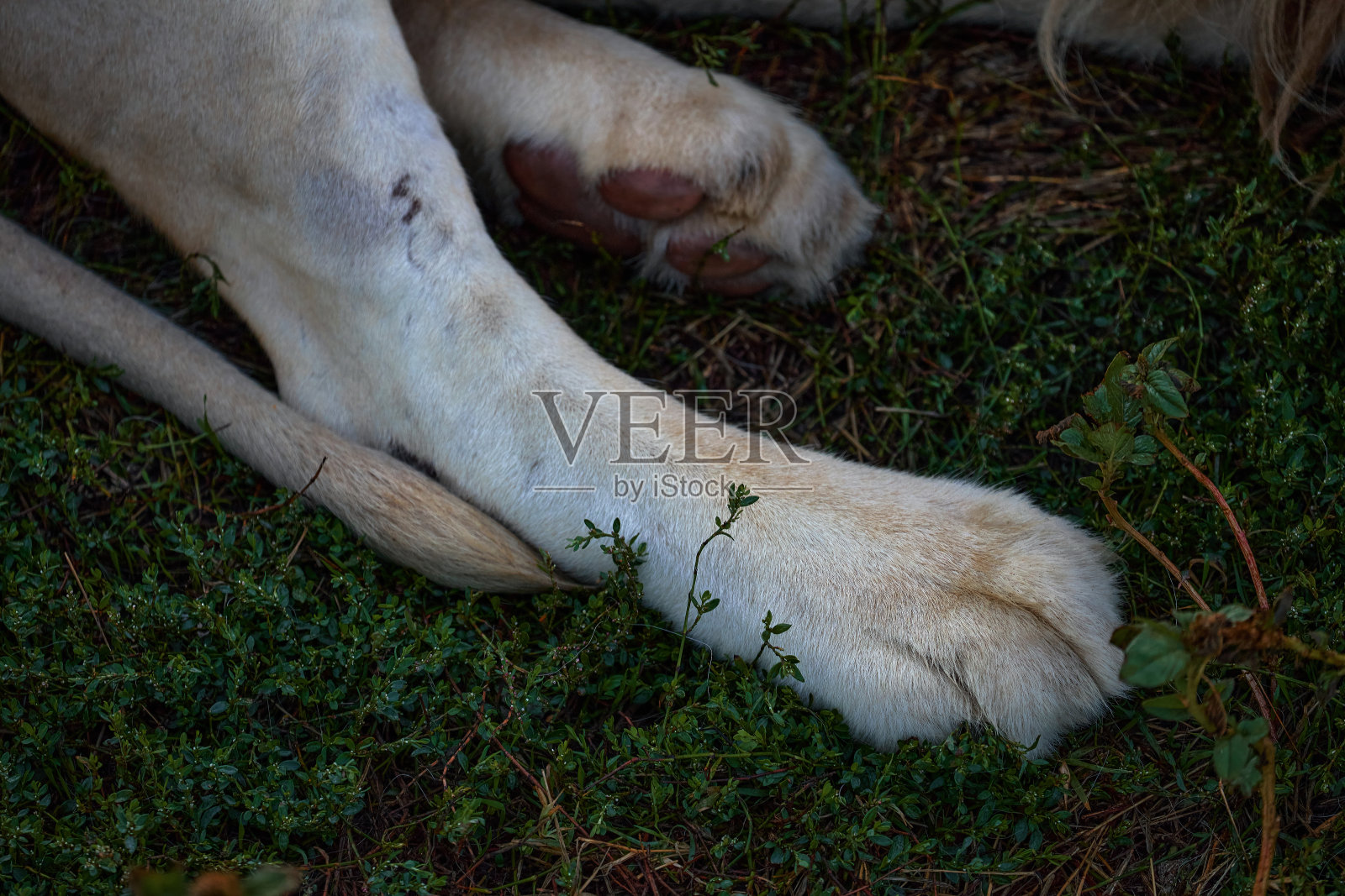 狮子的大爪子。狮子的爪子垫特写。野猫休息照片摄影图片