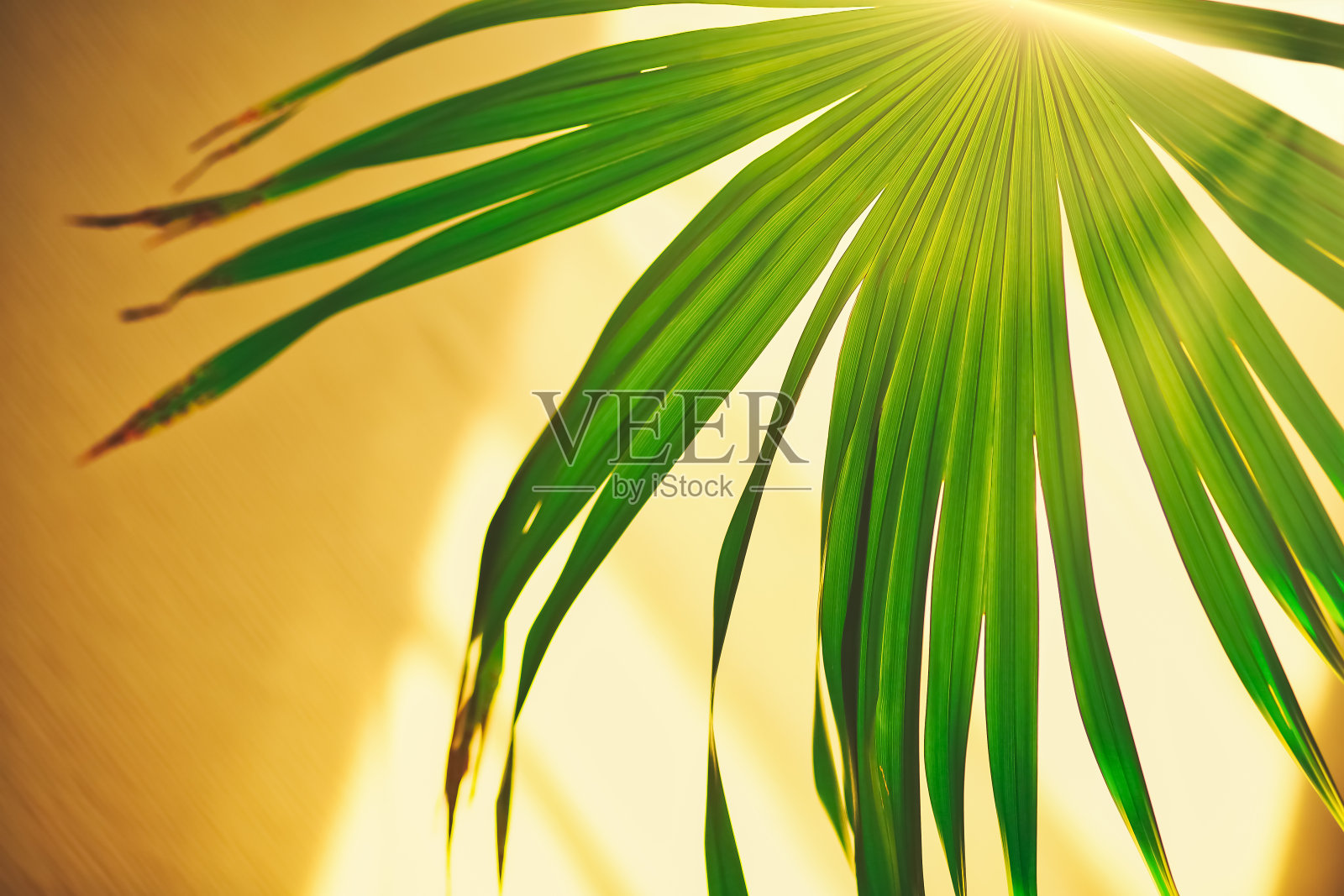 抽象花卉模糊的背景与棕榈叶和阳光,色调,模糊照片摄影图片