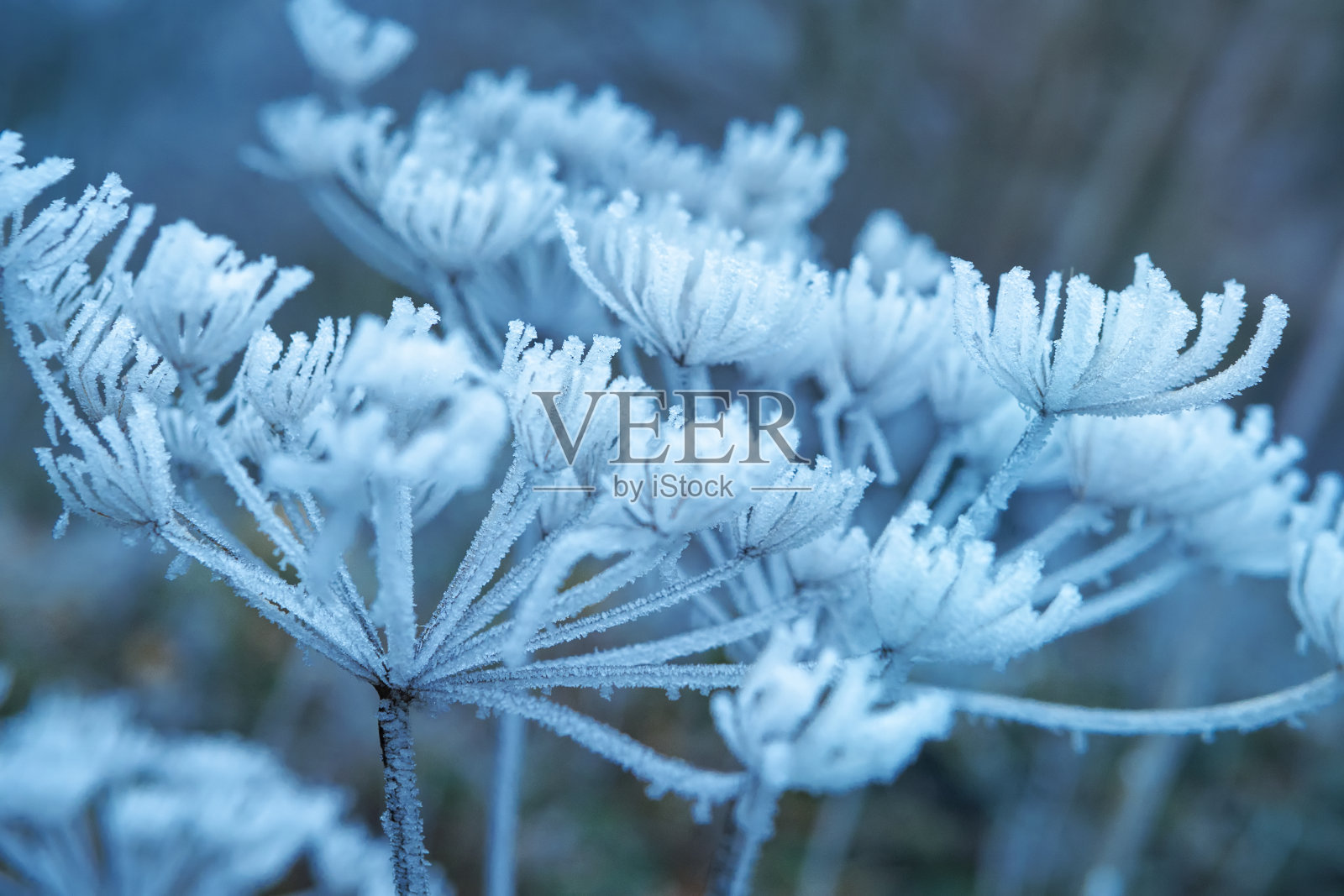 白芷花覆盖着冰雪在森林里照片摄影图片