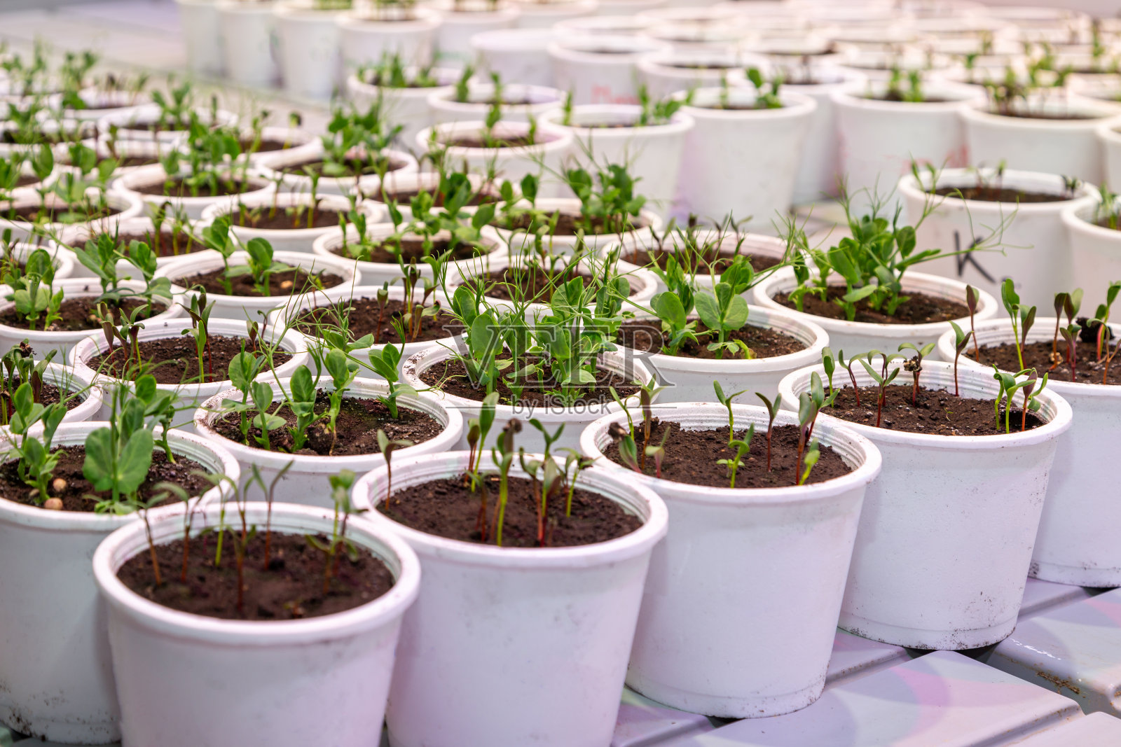 人工气候下的白色花盆里种有甜菜根幼苗和豌豆照片摄影图片