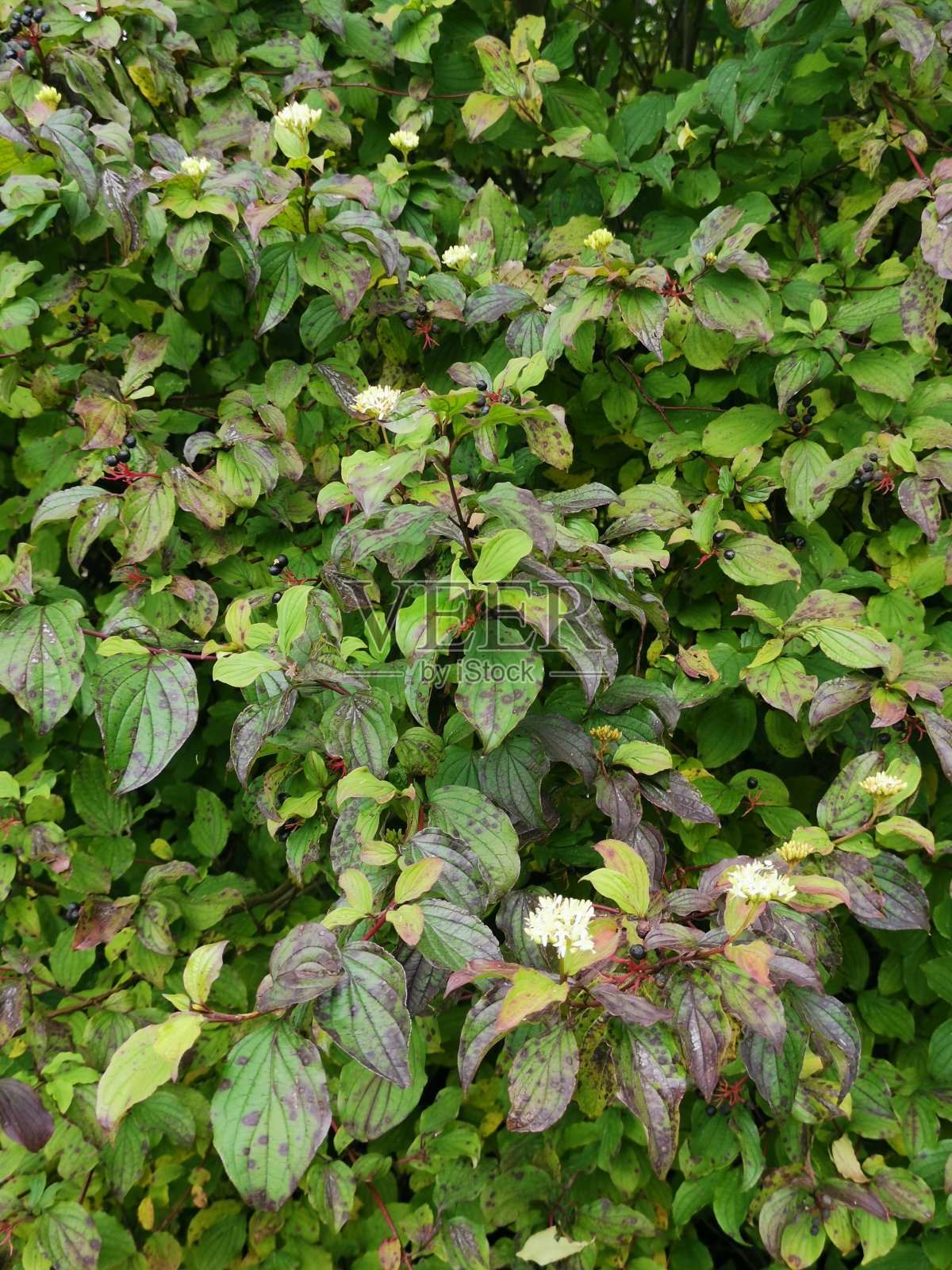 秋天的落叶照片摄影图片