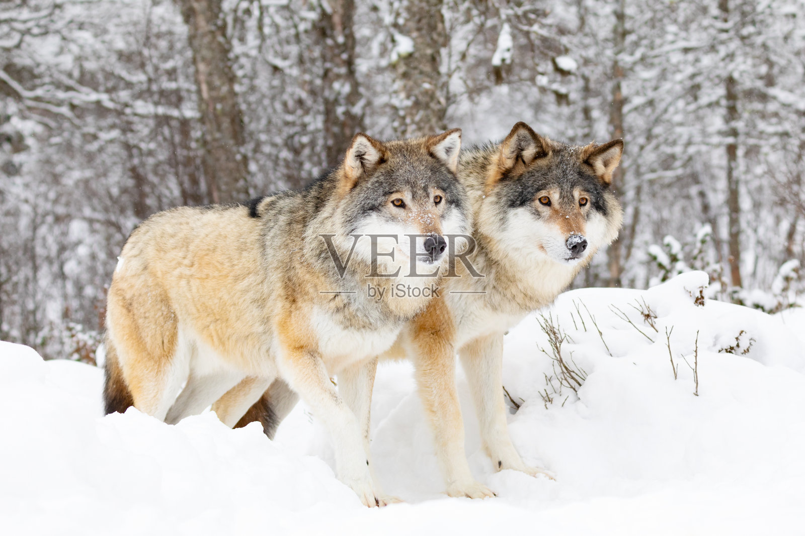 两只美丽的狼在寒冷的雪地里照片摄影图片