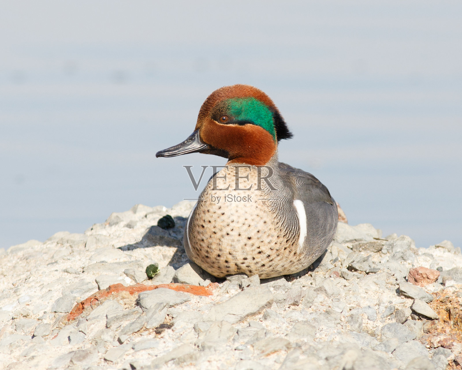 雄性绿翼鸭看着相机侧面照片摄影图片