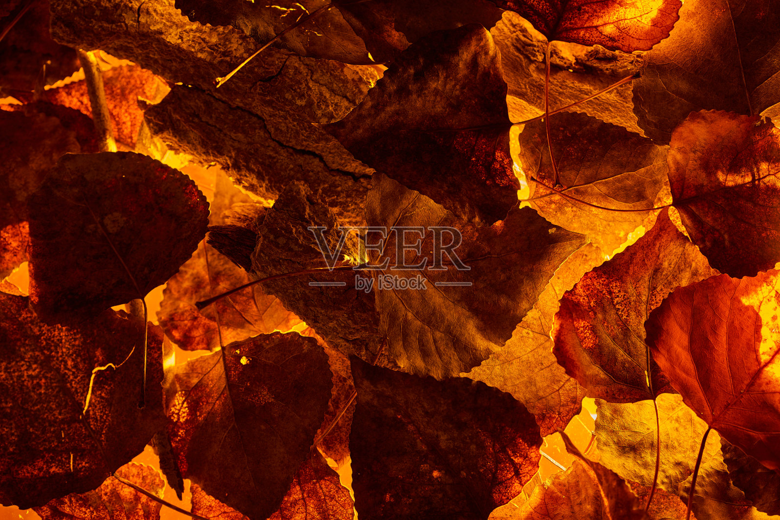 一些干树叶照片摄影图片