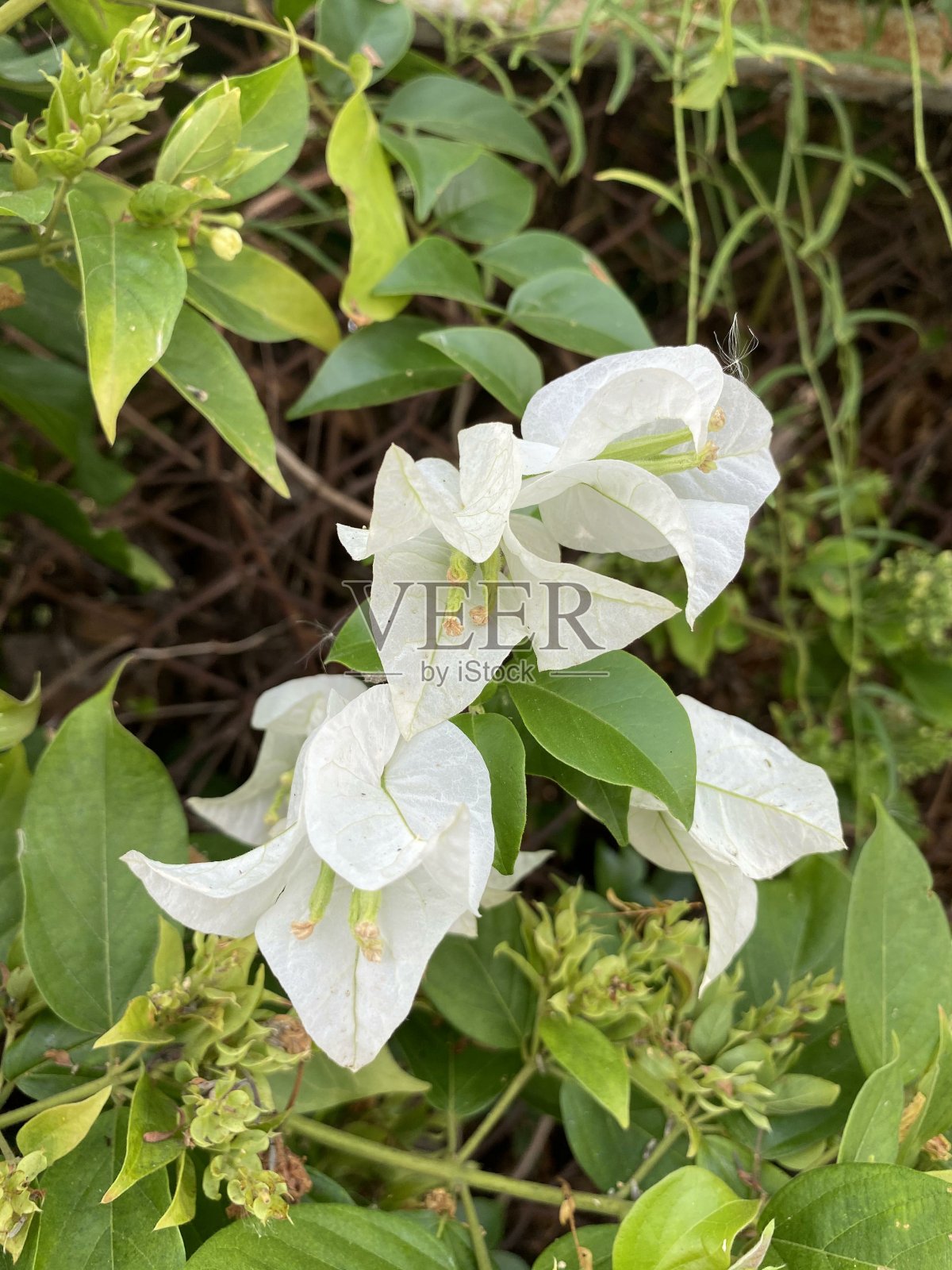 自然花园中白色的九重葛花照片摄影图片