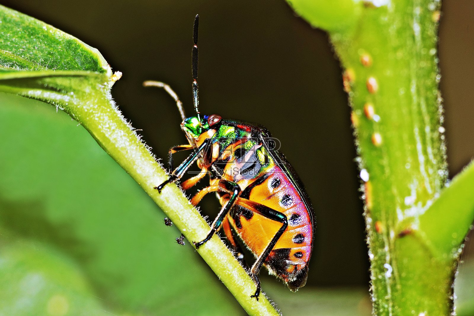 绿色的闪光甲虫爬树。照片摄影图片