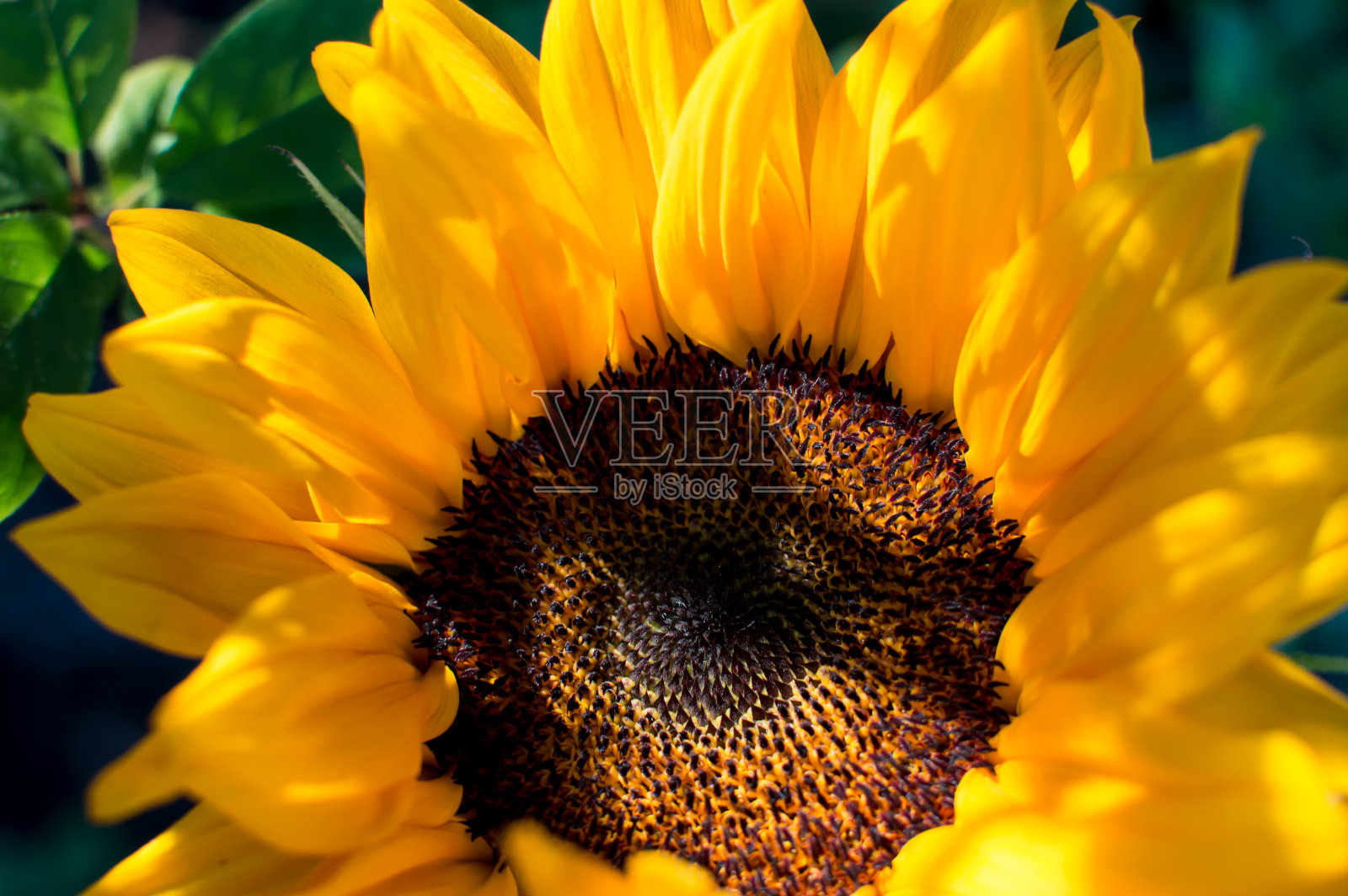 阳光在美丽的向日葵与绿色植物的背景照片摄影图片