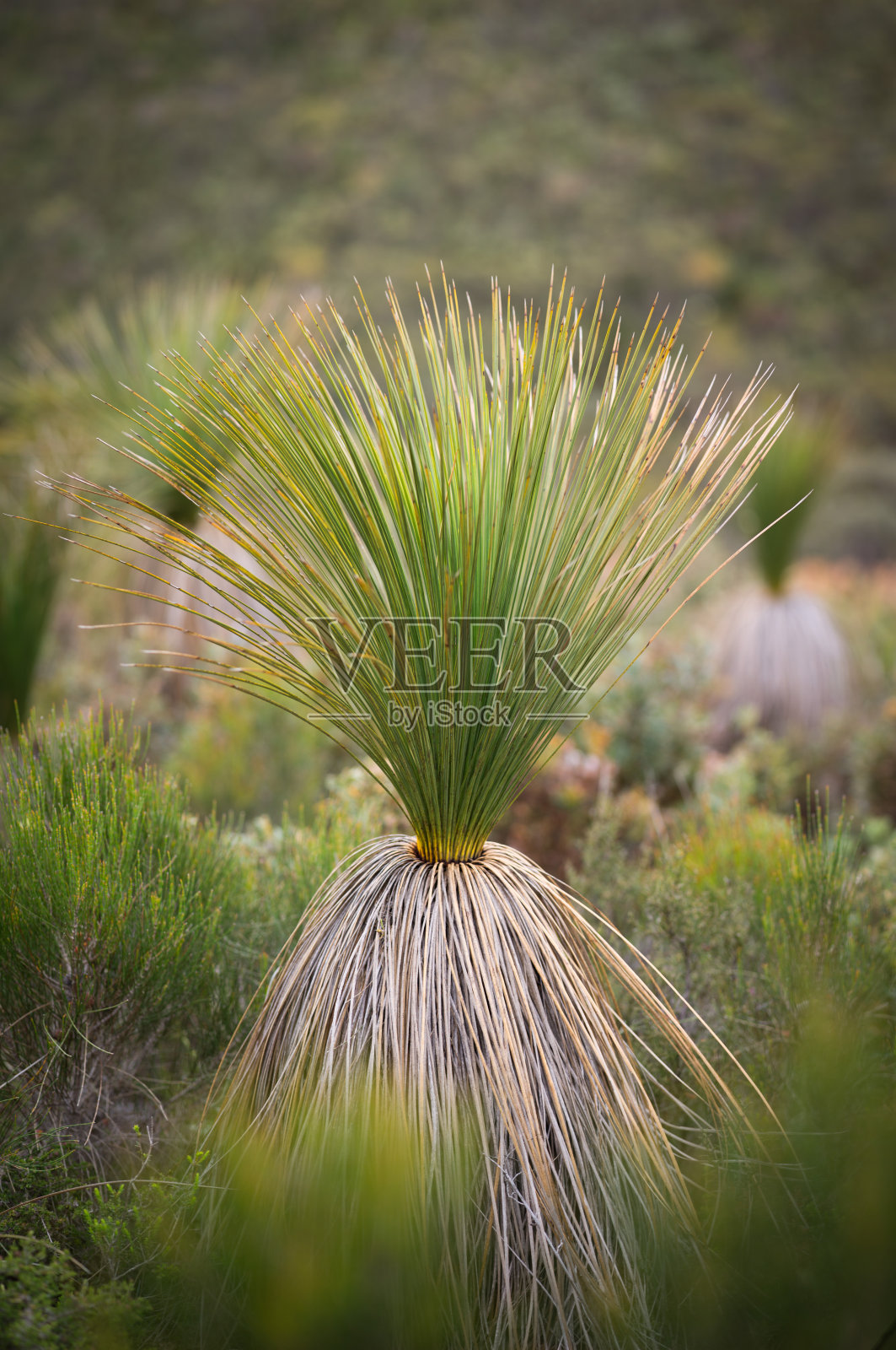 草树照片摄影图片