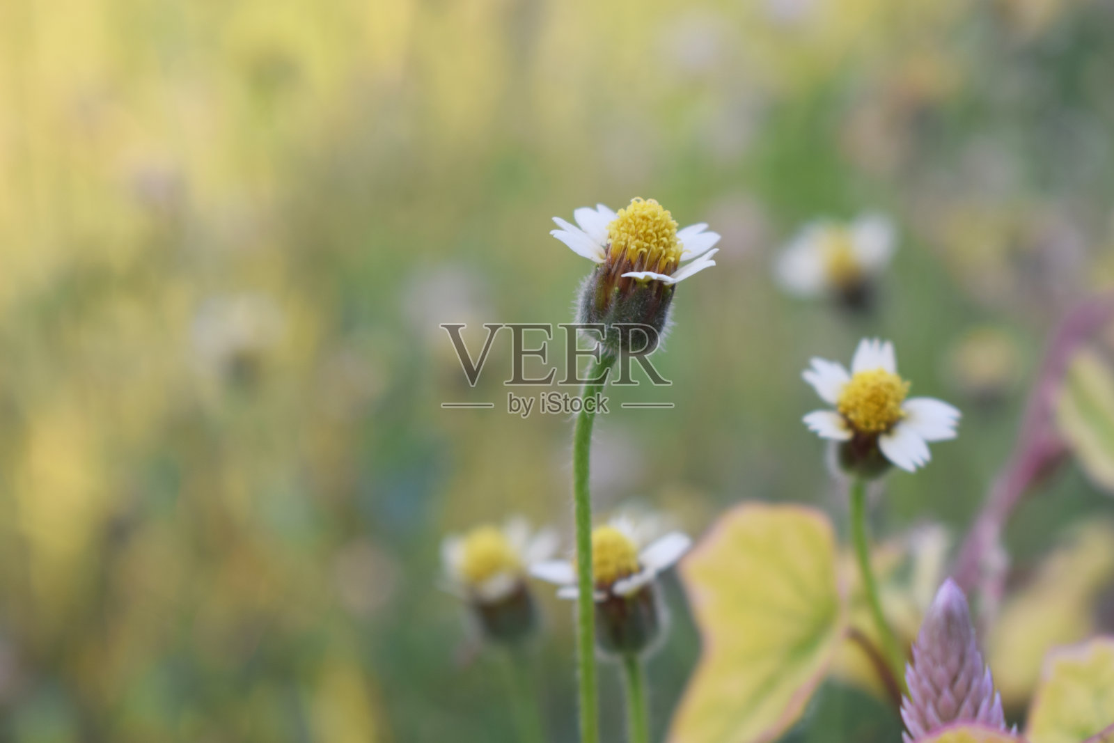 杂草Tridax procumbens照片摄影图片