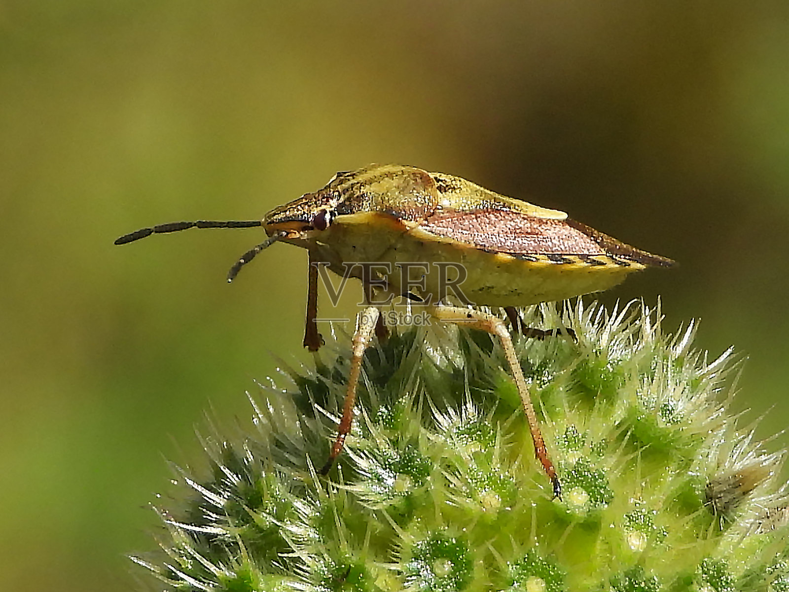 红腿蝽(Carpocoris purpureipennis)照片摄影图片
