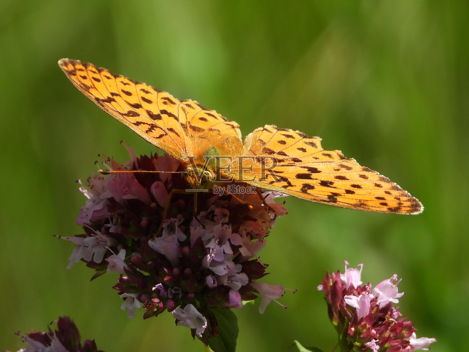 西班牙烟草照片摄影图片