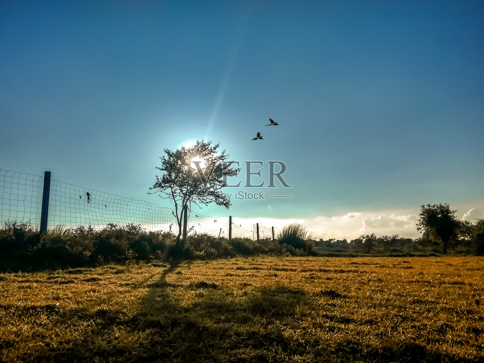 鸟儿在天空中飞翔照片摄影图片