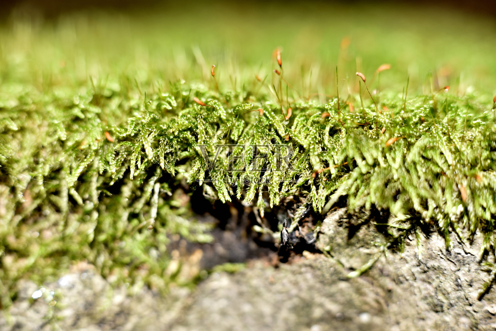 绿色的苔藓照片摄影图片