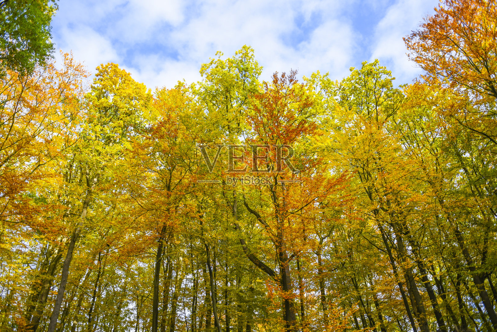 秋天的风景,秋天时森林里五颜六色的树叶。照片摄影图片