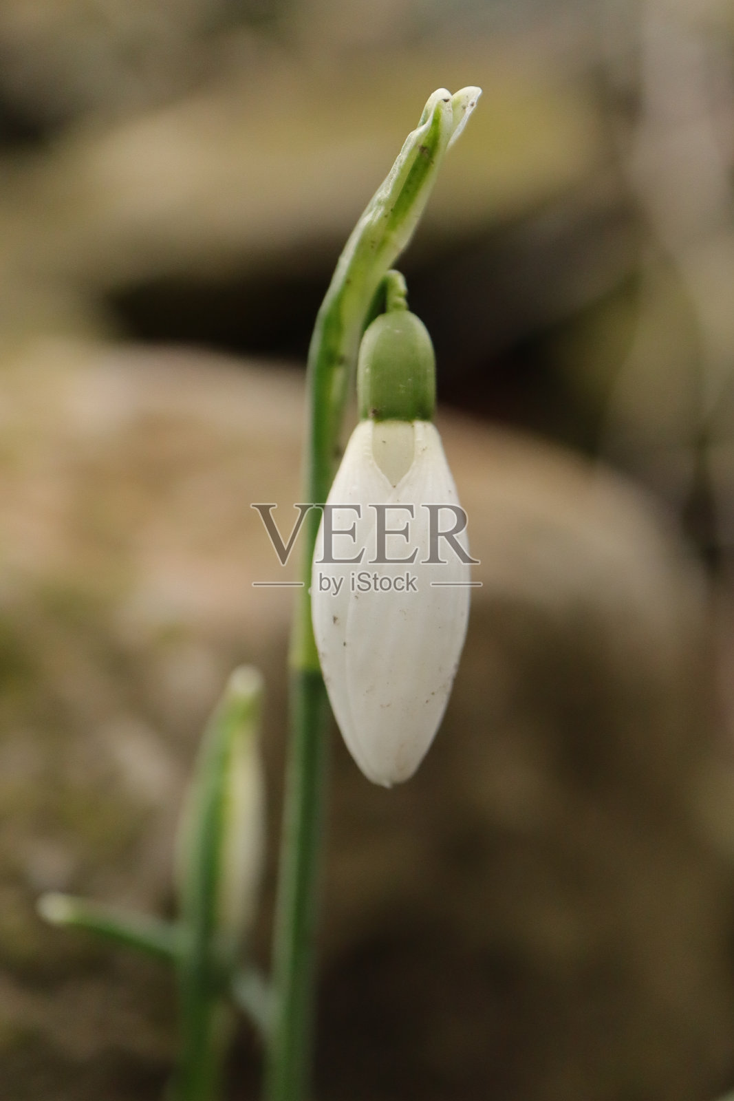 蔷薇(Galanthus nivalis)照片摄影图片