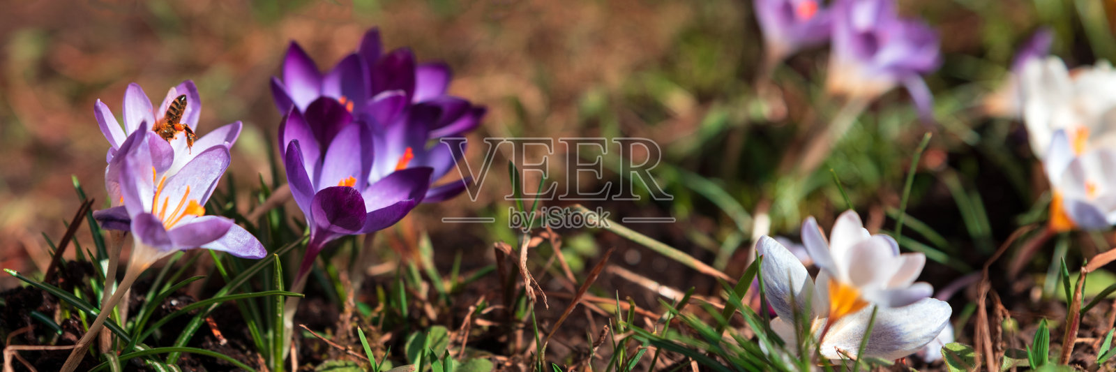 横幅3:1。春日阳光下的草地上盛开的紫色番红花全景图。美丽的春天的背景。有选择性的重点照片摄影图片