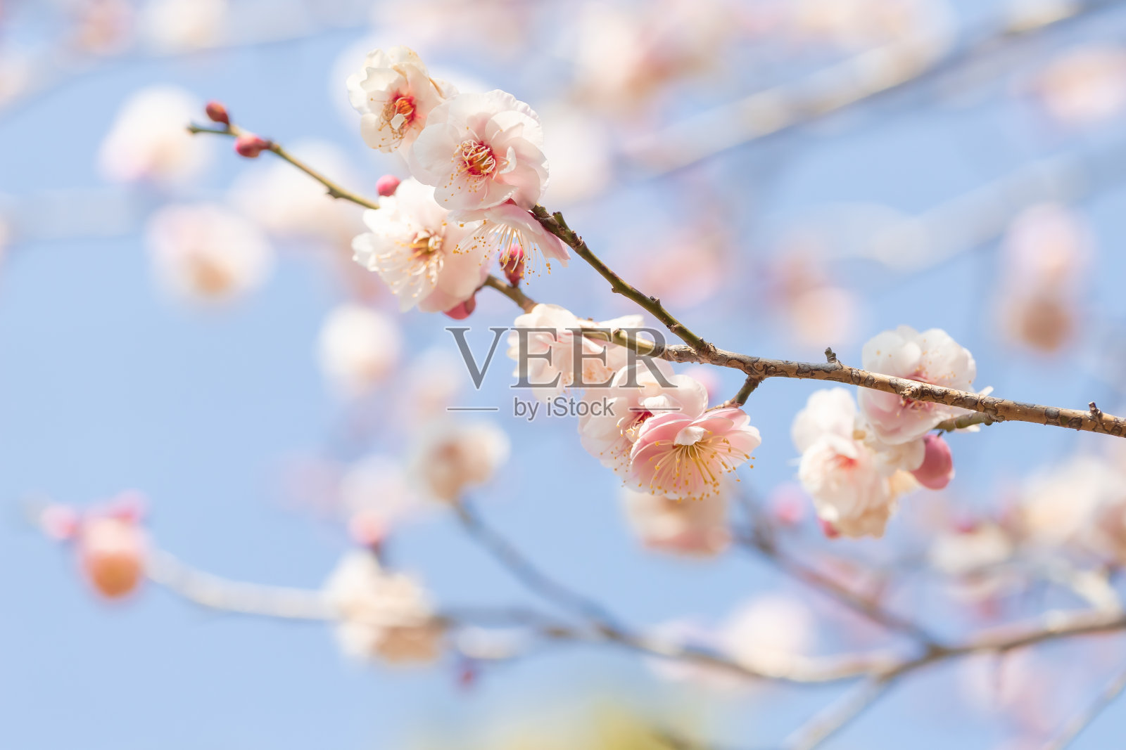 桃李在早春开花照片摄影图片