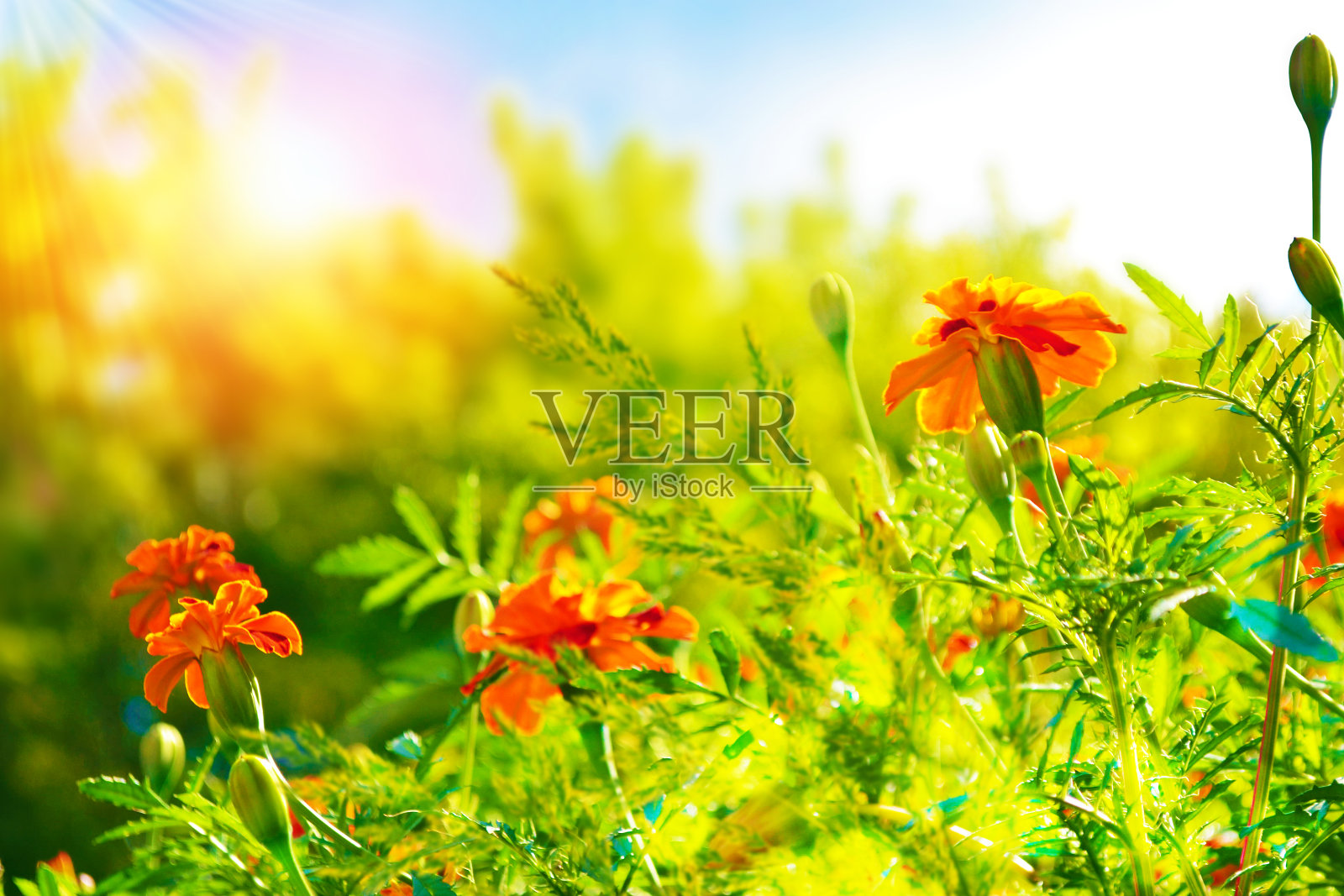 有选择性的重点。五颜六色的鲜花照片摄影图片