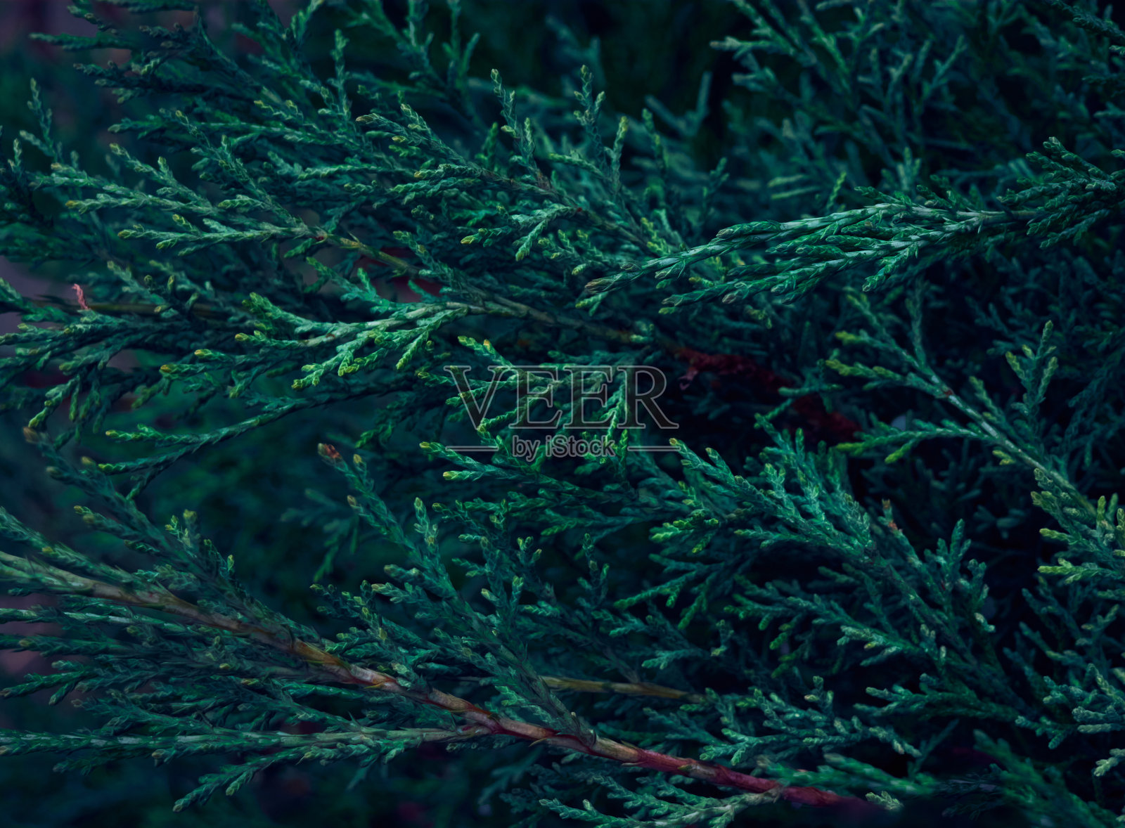 特写的绿色thuja叶子。照片摄影图片