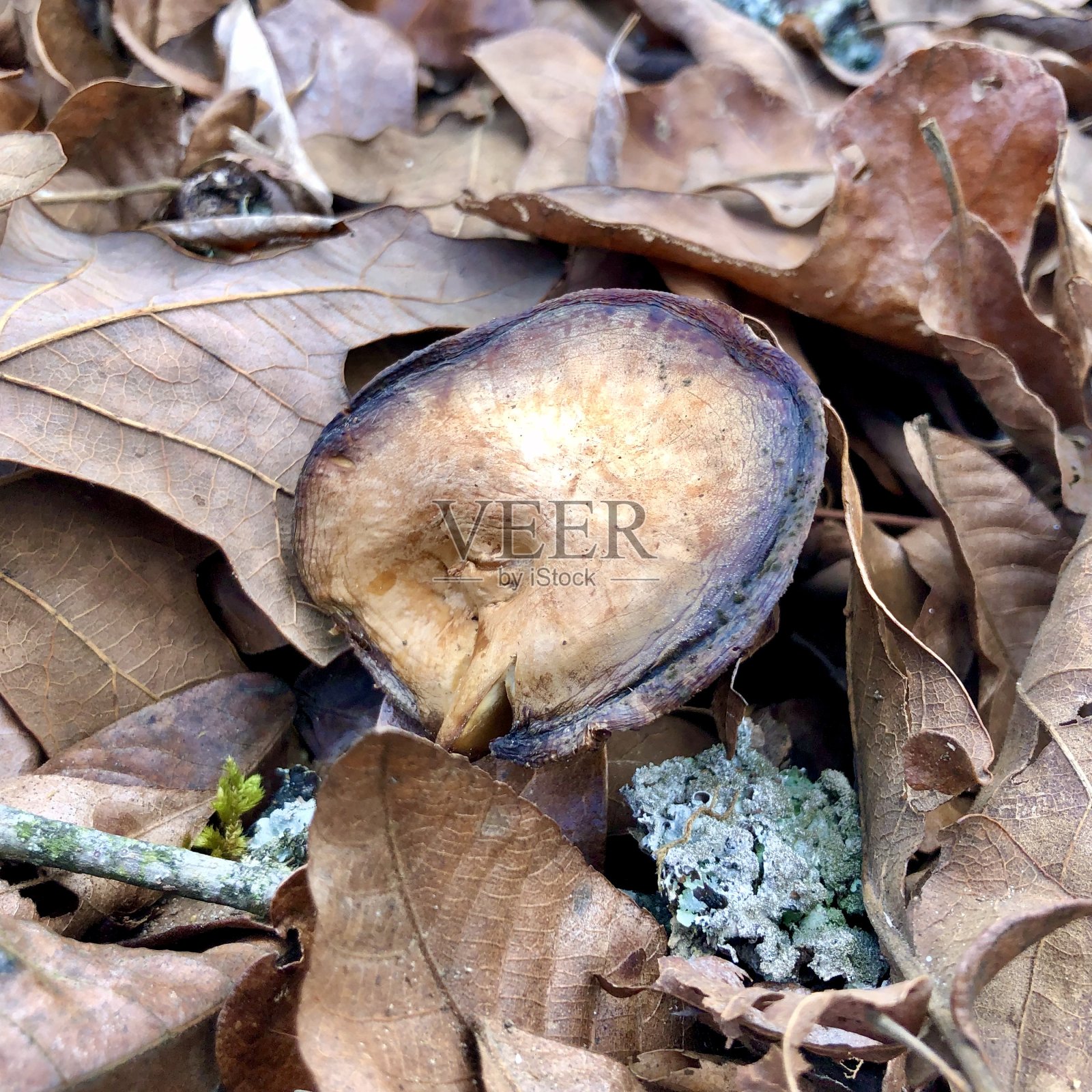 蘑菇特写在自然环境中照片摄影图片