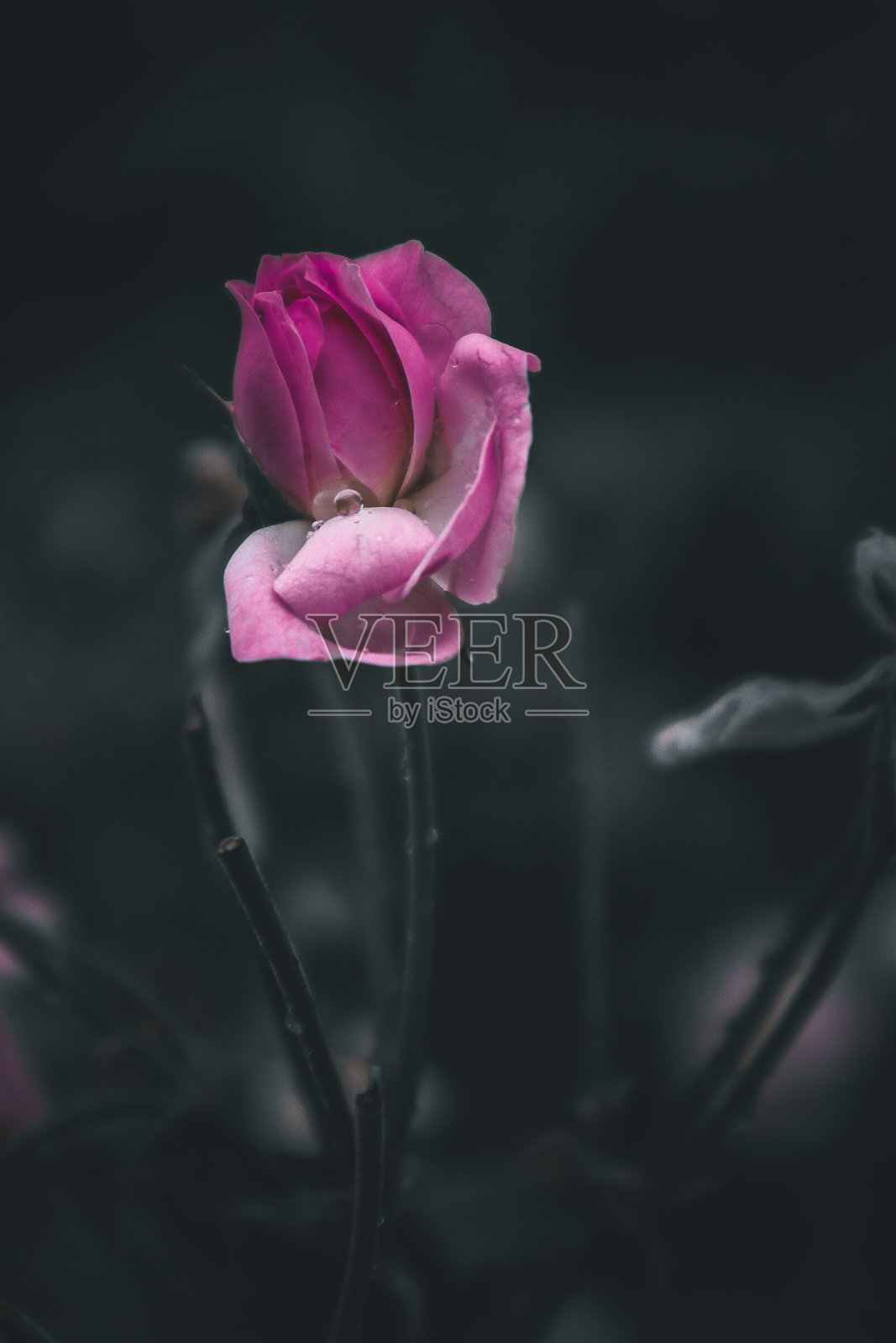 美丽的花照片摄影图片