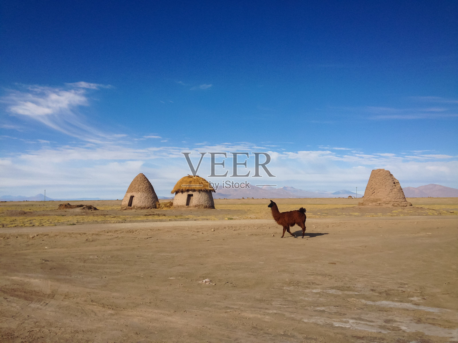喇嘛(Lama glama)在一个晴朗的日子走在乌鲁原住民村的房子旁边照片摄影图片