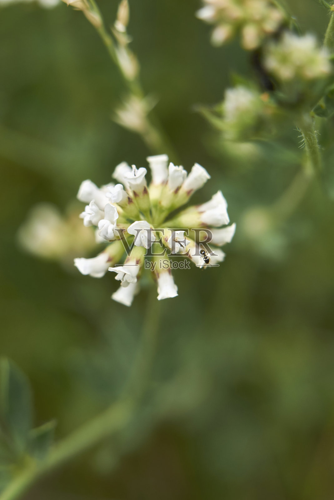 粟米草开花了照片摄影图片