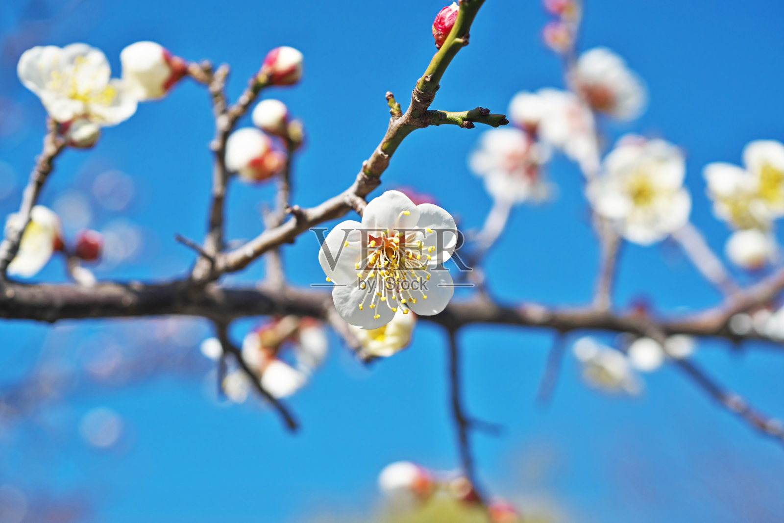 日本杏花照片摄影图片